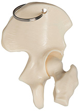Hip Bone Keyring - 24046