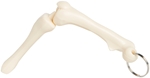 Knee Joint Bone Keyring - 24047
