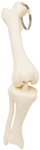 Knee Joint Bone Keyring - 24047