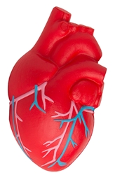 Anatomic Heart with Veins Squeezies Stress Reliever 